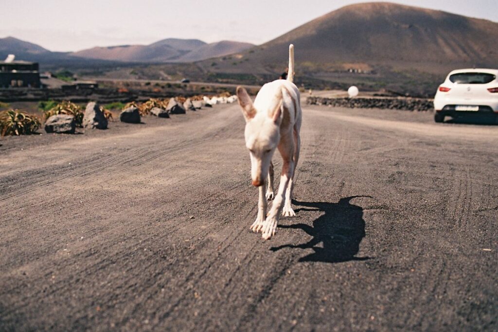 Perro blanco caminando sobre el suelo volcánico de Lanzarote