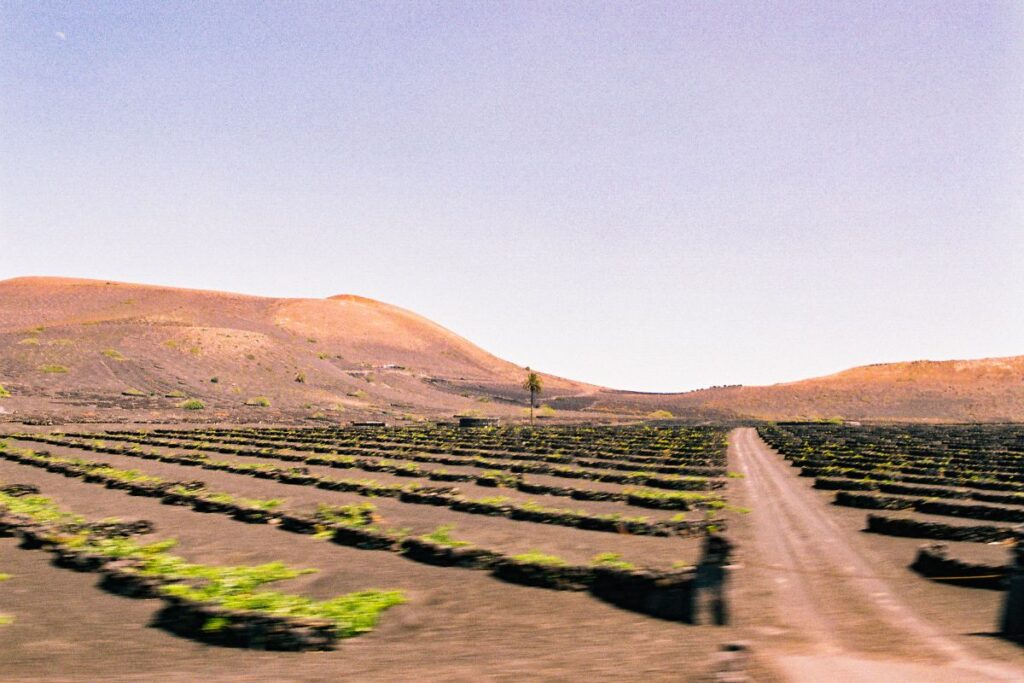 Viñedos en La Geria, Lanzarote