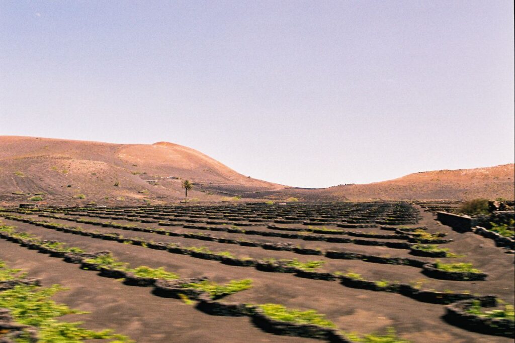 Campo de vides en La Geria, Lanzarote