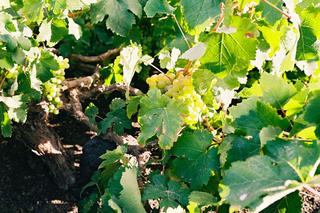 Uvas de una vid de La Geria
