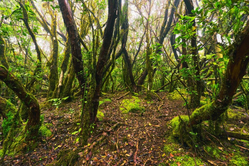 Bosque de Laurisilva en Anaga, Tenerife