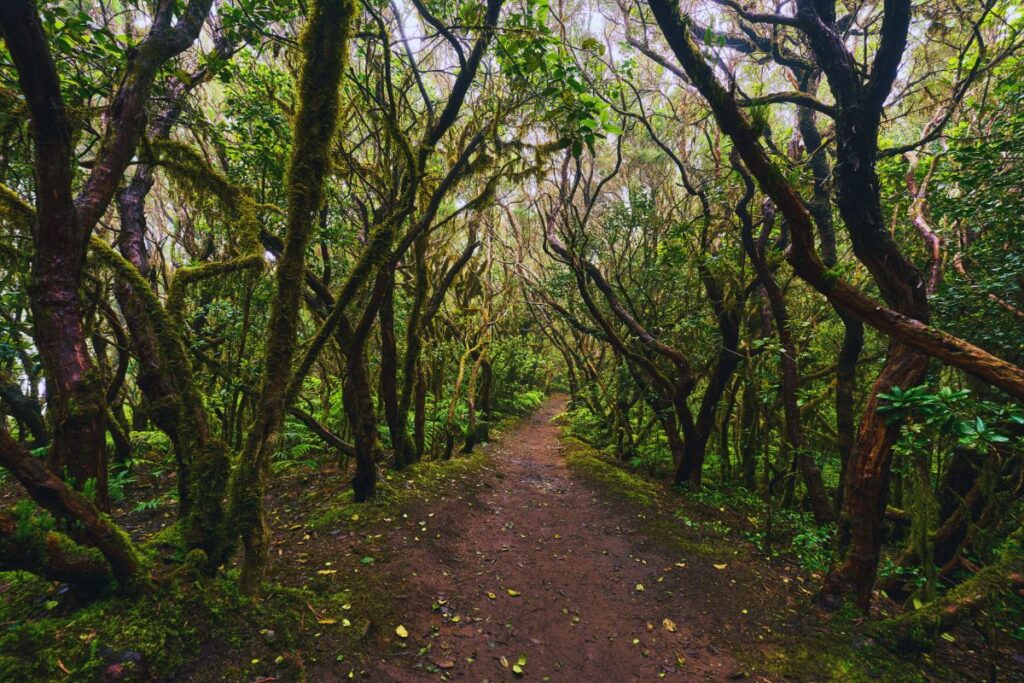 Sendero de tierra en el Parque Rural de Anaga con árboles cerrándose en la parte superior del sendero