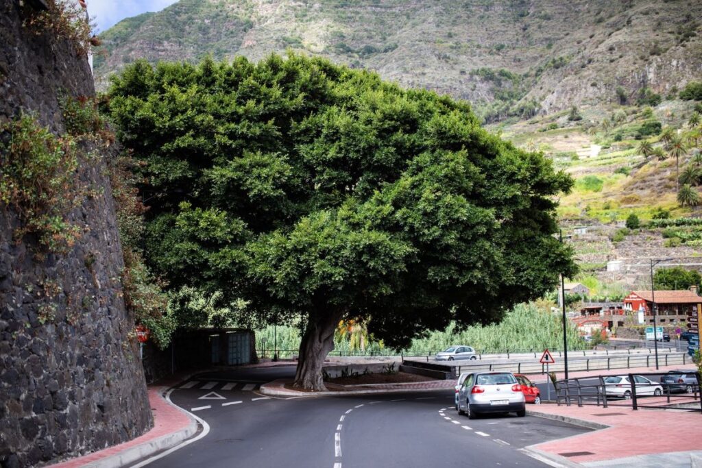 Gran árbol junto a la carretera que asciende hacia Hermigua