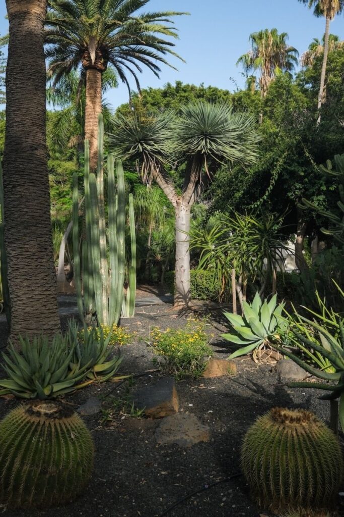 Drago, palmeras y cactus en el Parque García Sanabria