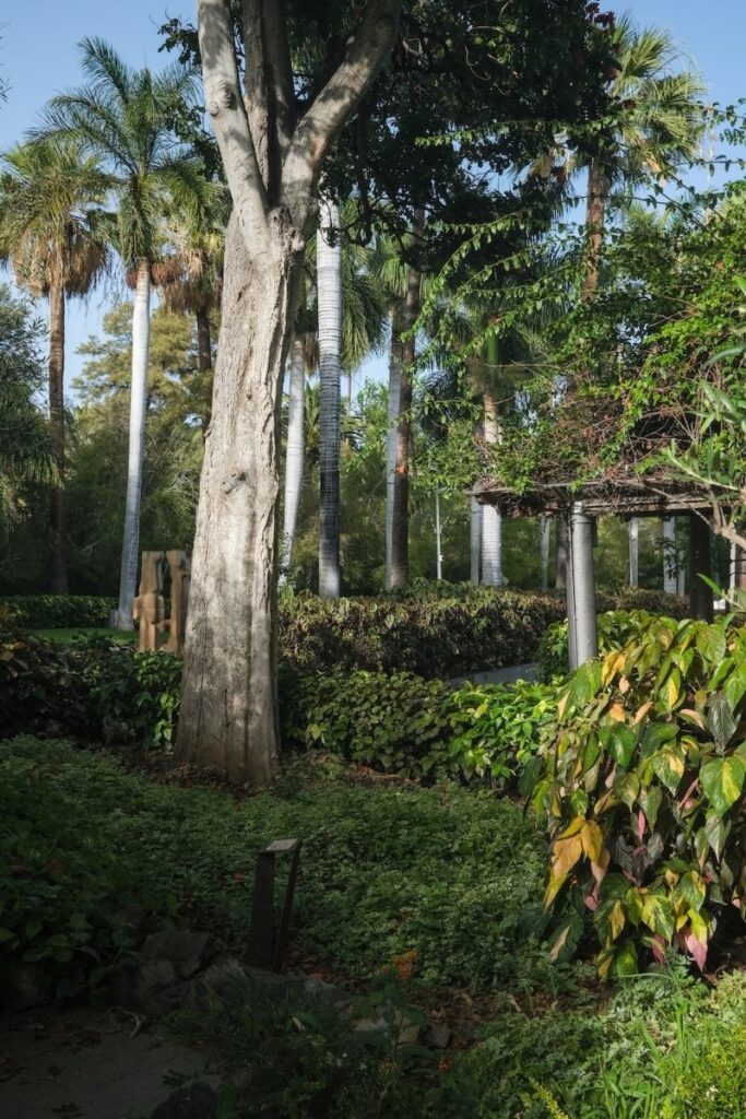 Detalle de la frondosa vegetación del Parque García Sanabria en Santa Cruz de Tenerife