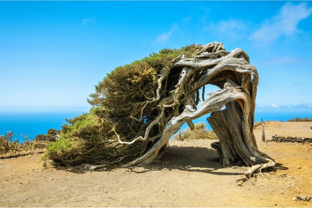 Sabina doblada por el viento en El Hierro