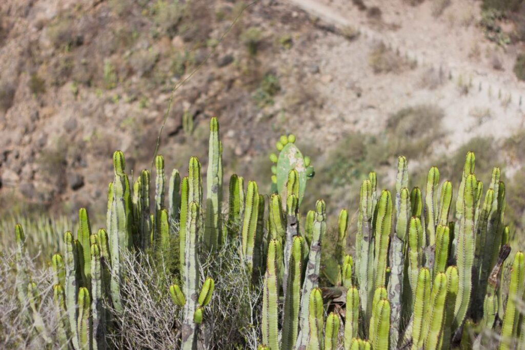 Vegetación en Barranco del Infierno