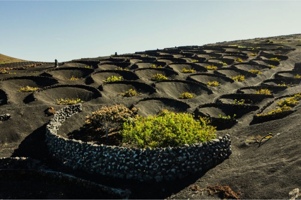 Paisaje volcánico en La Geria, Lanzarote, con vides protegidas por muros de roca