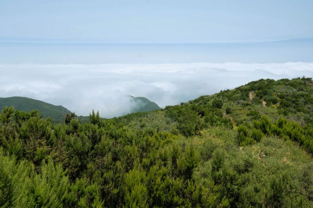 Cumbres de La Gomera con mar de nubes frente a la vegetación