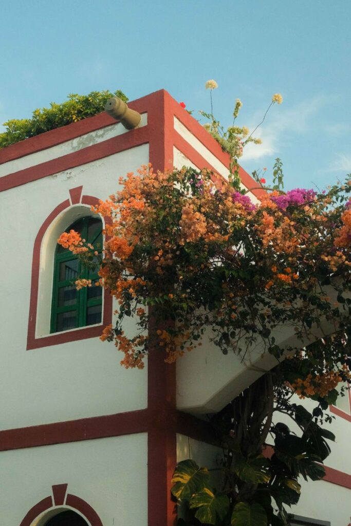 Detalle de fachada en el Puerto de Mogán con flores de buganvilla