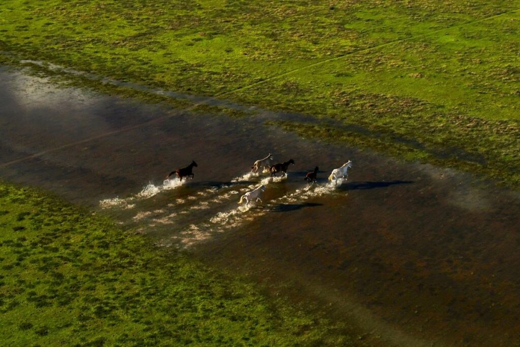 Caballos marismeños en el parque de Doñana