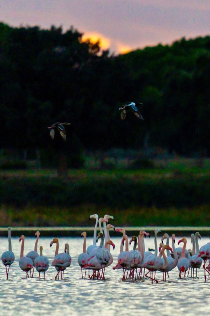 Bandada de flamencos descansando en el parque de Doñana