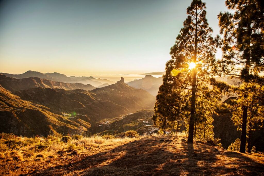 Puesta de sol tras pinos canarios en Cruz de Tejeda