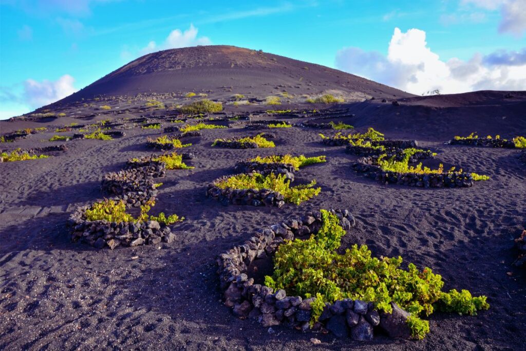 Viñedos de La Geria en arena volcánica, en Lanzarote