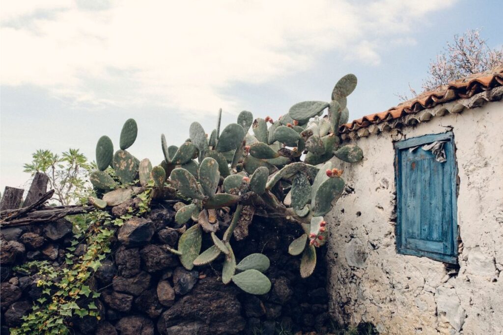Tunera junto a la fachada de una antigua casa canaria