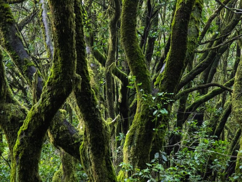 Un paseo breve que transporta a un bosque húmedo y silencioso en pleno corazón de La Gomera.